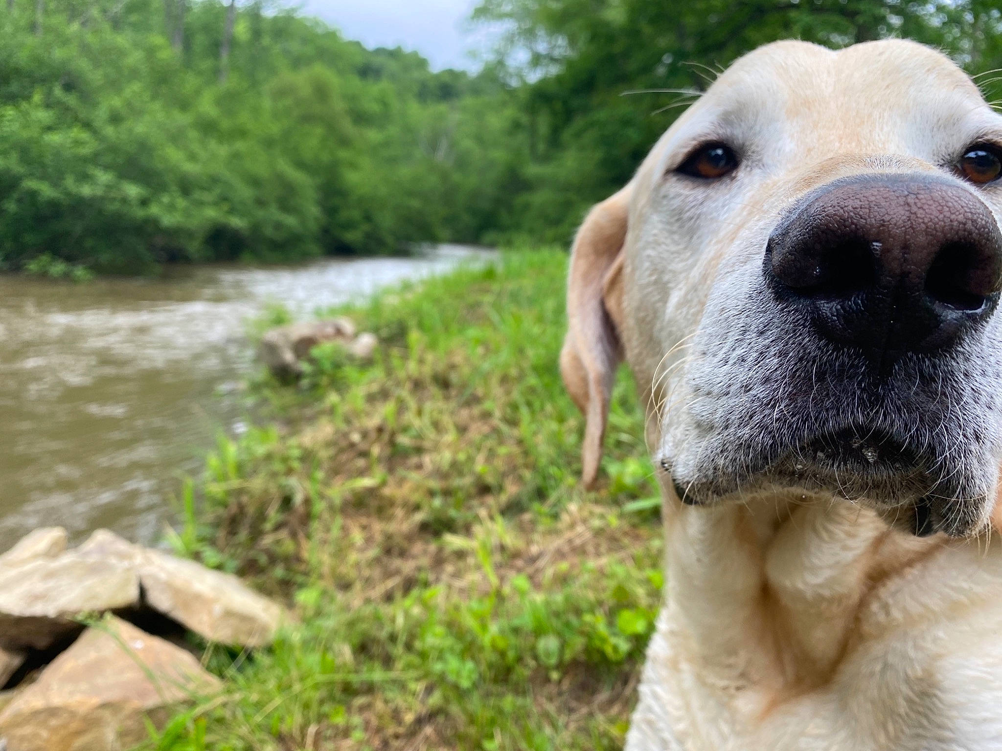 Tucker is registered to the contest to win money with this photo: canidae, carnivore, companion_dog, dog, dog_breed, eye, fawn, fluvial_landforms_of_streams, grass, jaw, lake, natural_landscape, plant, sky, snout, terrestrial_animal, water, whiskers, working_animal, wrinkle