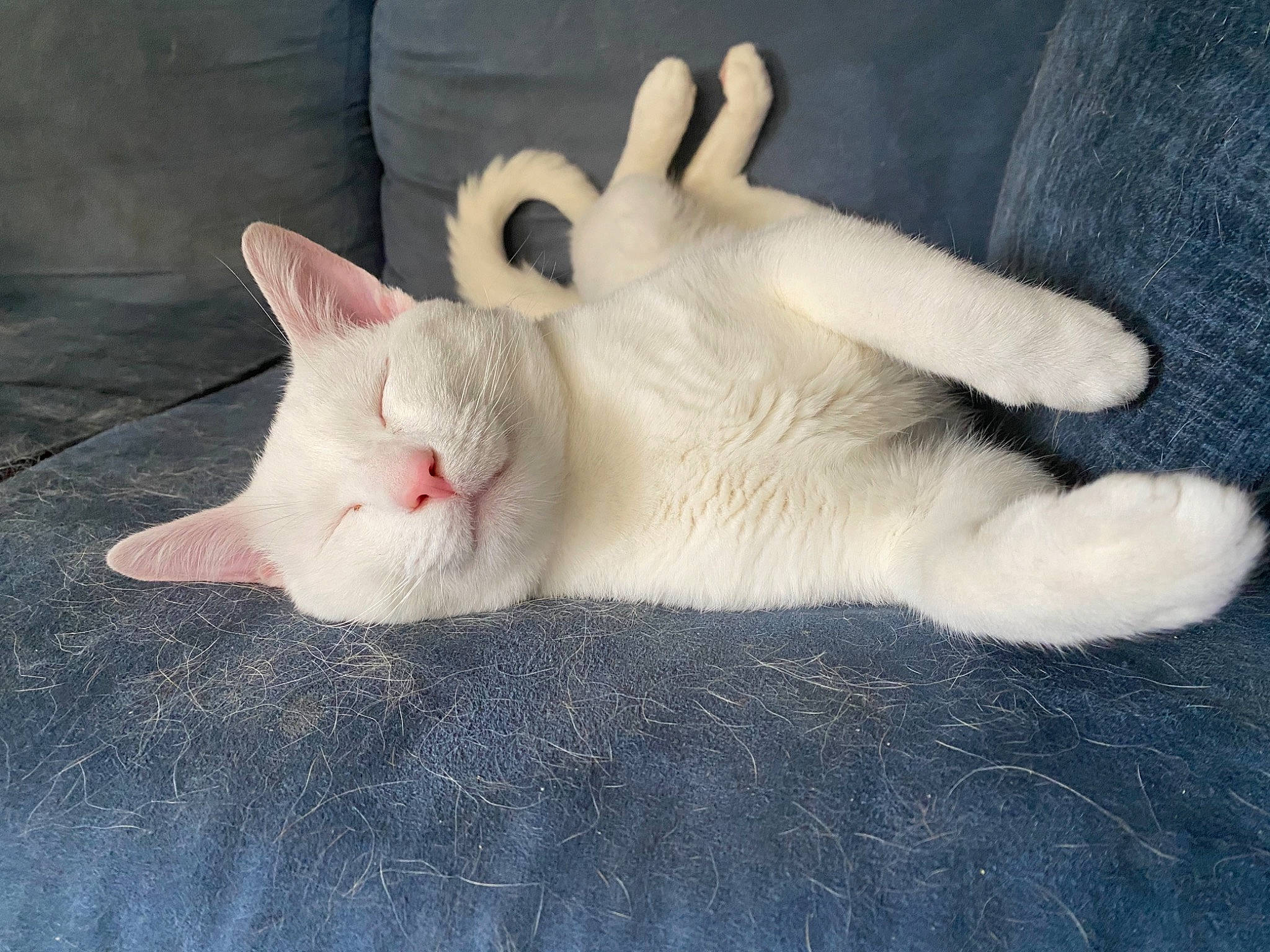 Crooks joined the competition — help win amazing prizes! carnivore, cat, claw, comfort, domestic_short_haired_cat, fang, fawn, felidae, foot, fur, gesture, nail, nap, paw, small_to_medium_sized_cats, snout, tail, toe, whiskers