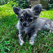 Nala participe au concours pour gagner de l'argent avec cette photo : dog, puppy, grass, outdoor, nature, pet, animal, cute, fur, ears, small, lying_down, greenery, sunlight, closeup, adorable, young, mammal, garden, relaxed