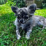 dog, puppy, grass, outdoor, nature, pet, animal, cute, fur, ears, small, lying_down, greenery, sunlight, closeup, adorable, young, mammal, garden, relaxed