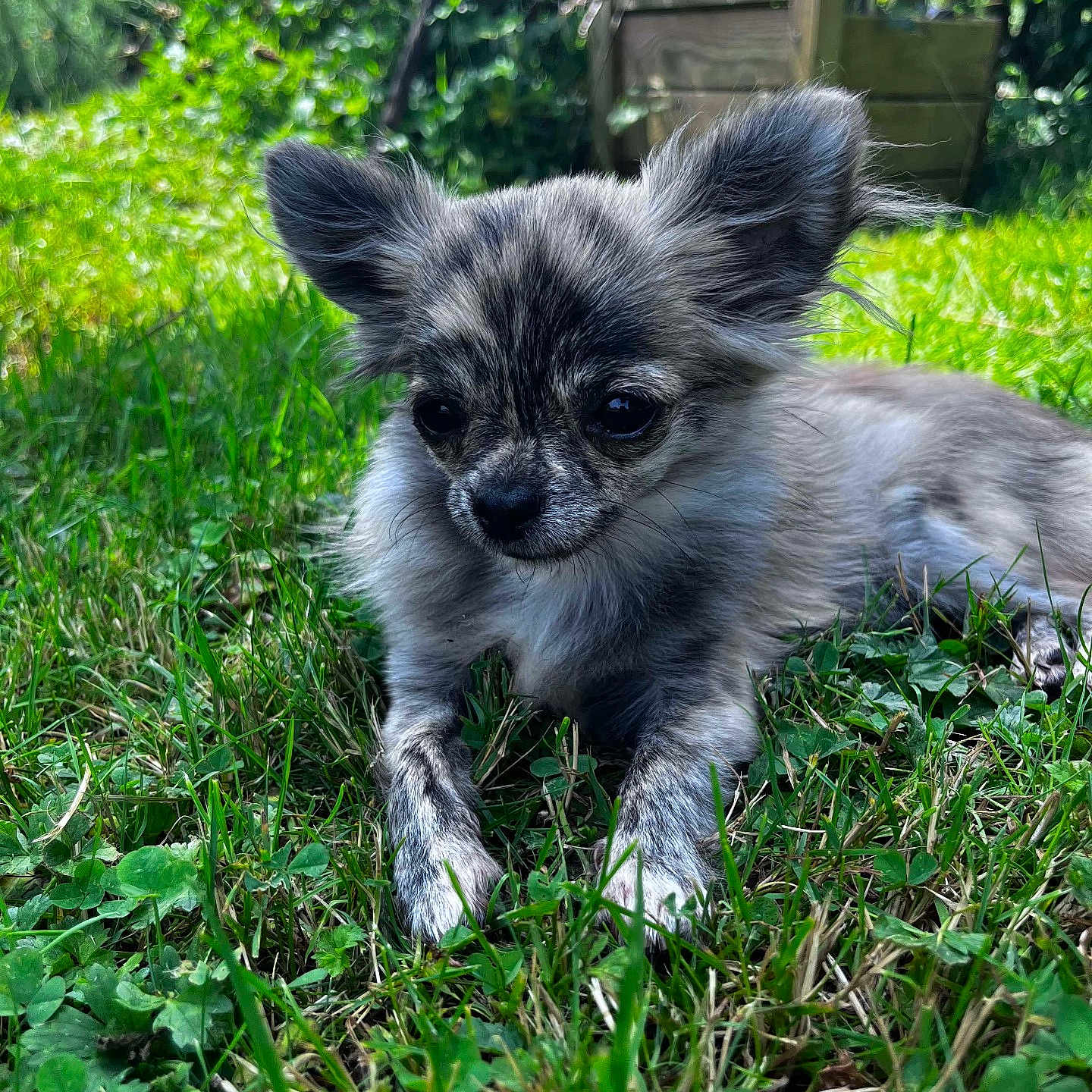 Nala participe au concours pour gagner de l'argent avec cette photo : adorable, animal, closeup, cute, dog, ears, fur, garden, grass, greenery, lying_down, mammal, nature, outdoor, pet, puppy, relaxed, small, sunlight, young