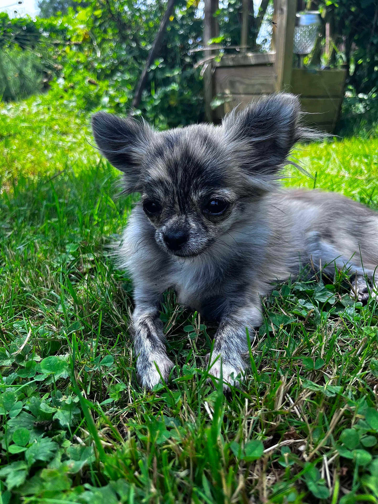 Nala