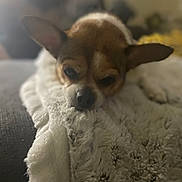 Lily is registered to the contest to win money with this photo: dog, blanket, cozy, indoor, fur, pet, relaxed, snuggled, sleepy, brown, white, ears, nose, soft, texture, couch, comfort, home, animal, mammal