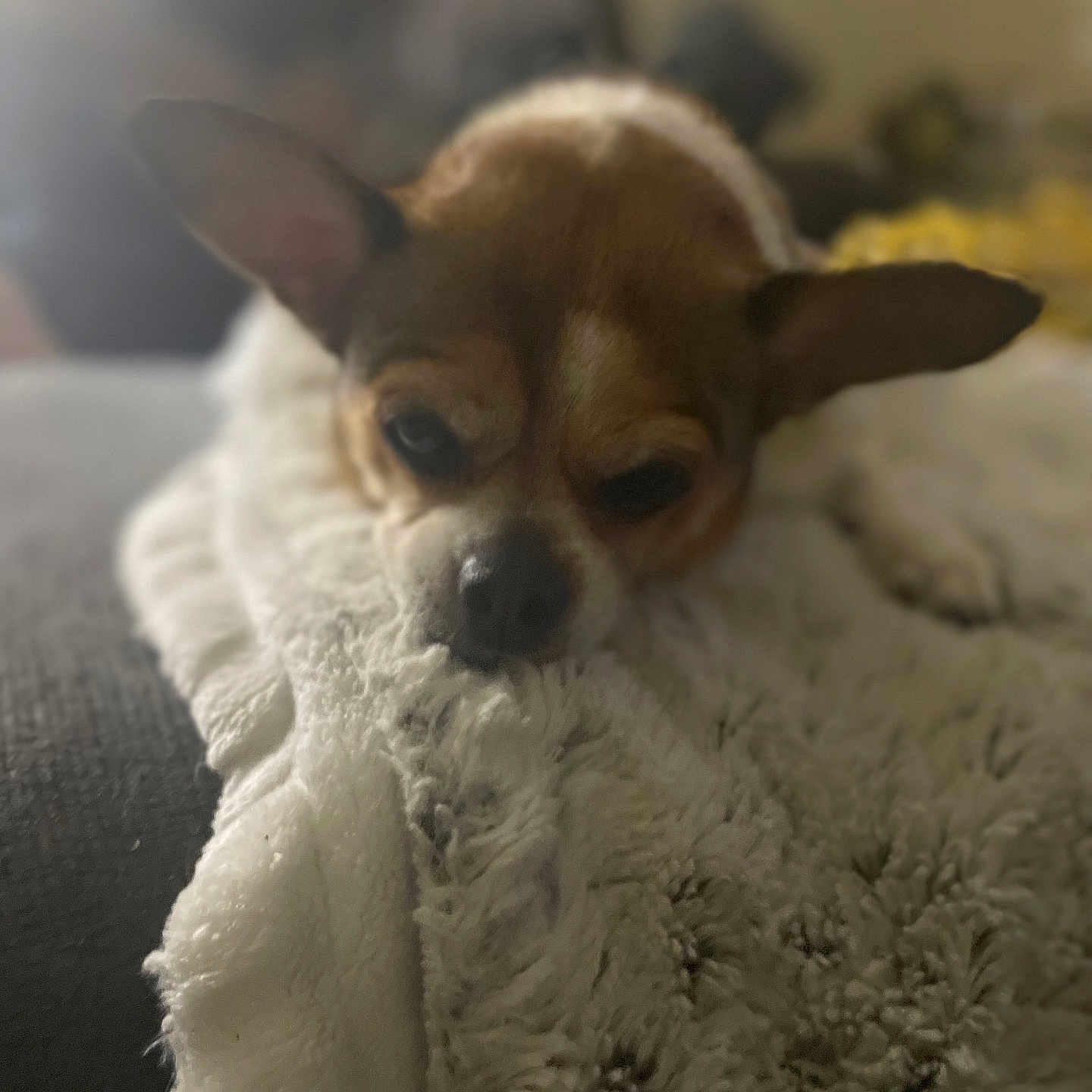 Lily is registered to the contest to win money with this photo: animal, blanket, brown, comfort, couch, cozy, dog, ears, fur, home, indoor, mammal, nose, pet, relaxed, sleepy, snuggled, soft, texture, white