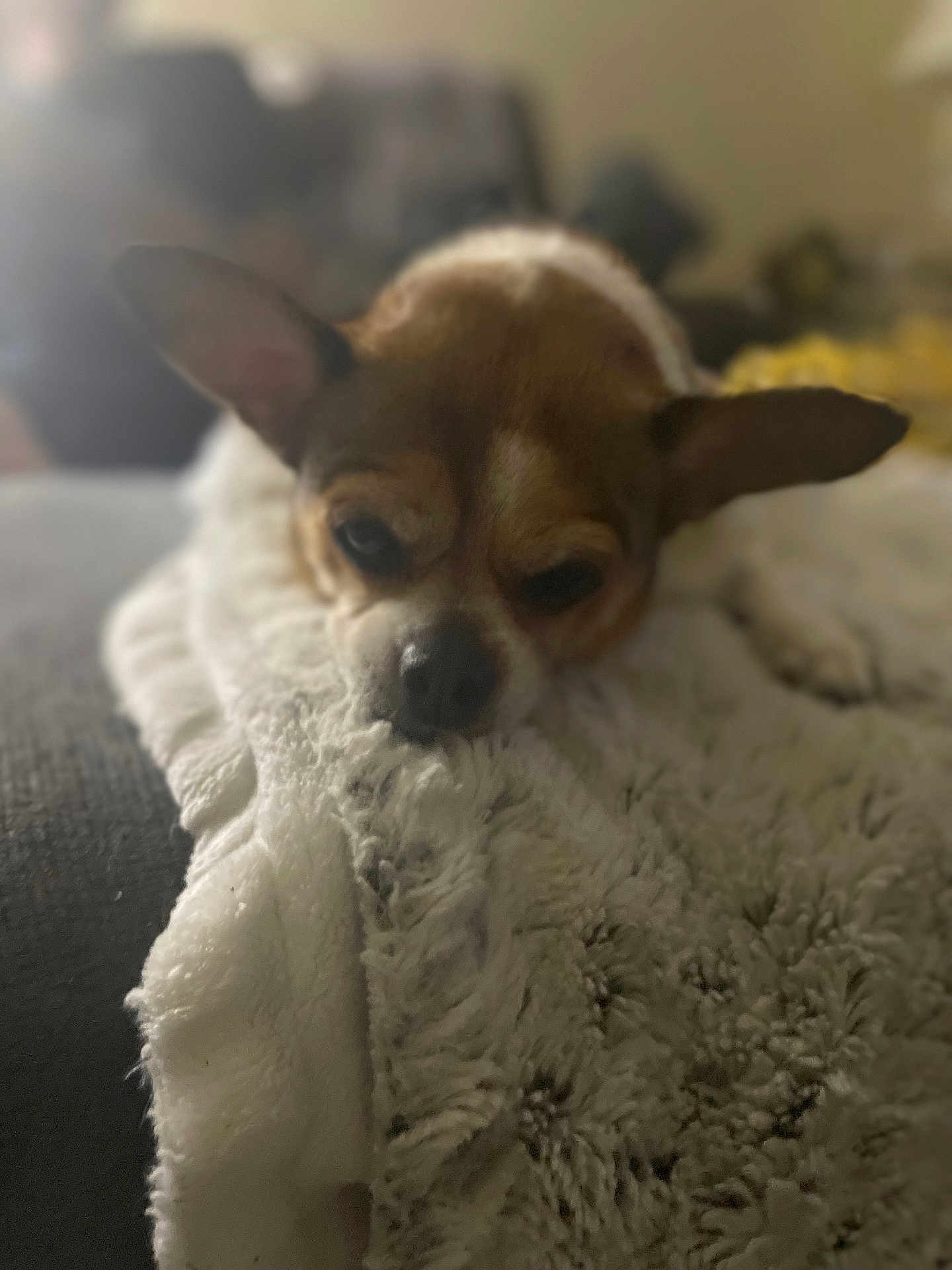 Lily is registered to the contest to win money with this photo: dog, blanket, cozy, indoor, fur, pet, relaxed, snuggled, sleepy, brown, white, ears, nose, soft, texture, couch, comfort, home, animal, mammal