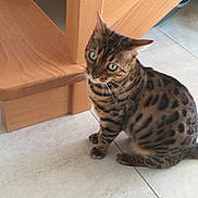 Ghosty a rejoint le concours — aidez-le/la à gagner de superbes lots ! abyssinian, animal, cabinet, cat, closet, cupboard, door, drawer, egyptiancat, furniture, hardwood, indoors, interiordesign, kitten, manx, ocelot, pet, plywood, stainedwood, wood