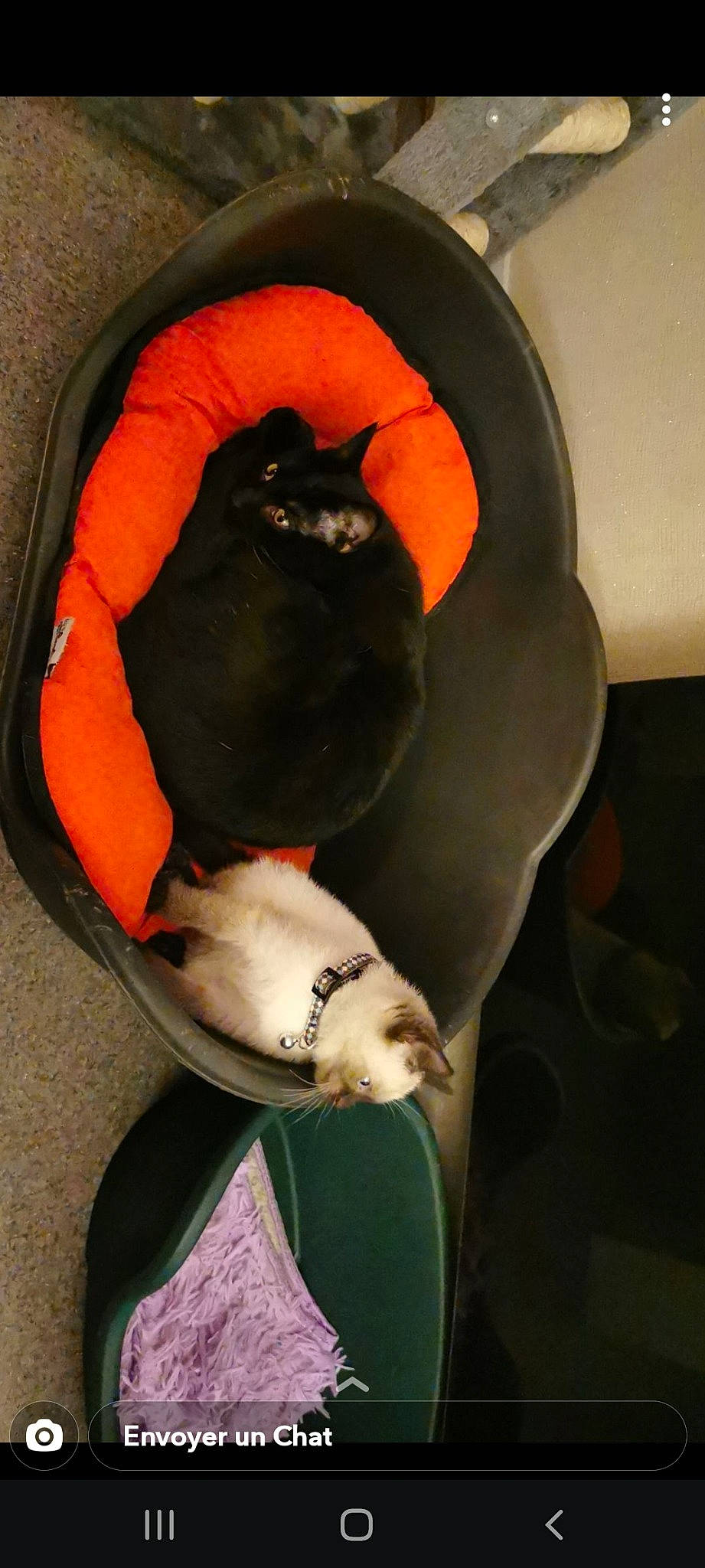 Opium participe au concours pour gagner de l'argent avec cette photo : black_cat, canidae, carnivore, cat, dog_breed, sporting_group