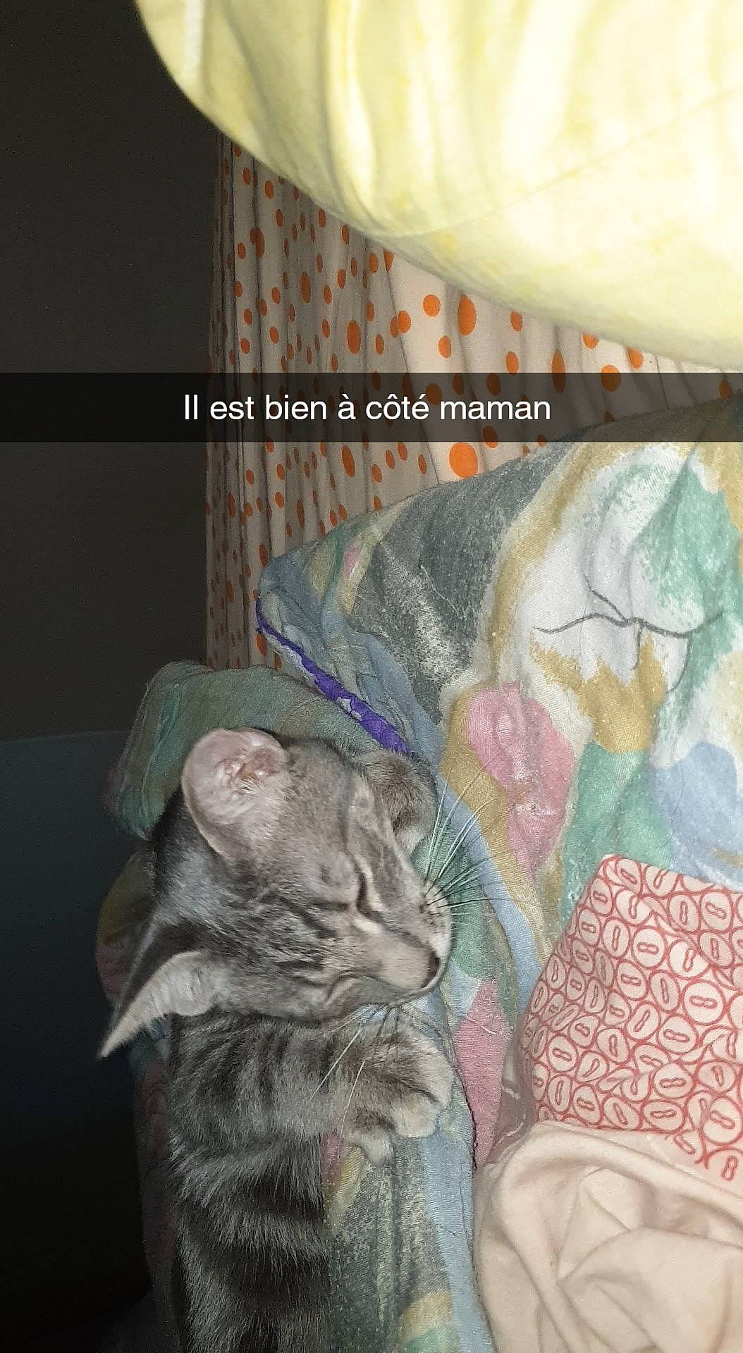 Roxye participe au concours pour gagner de l'argent avec cette photo : art, carnivore, cat, european_shorthair, felidae, illustration, painting, small_to_medium_sized_cats, tabby_cat, whiskers