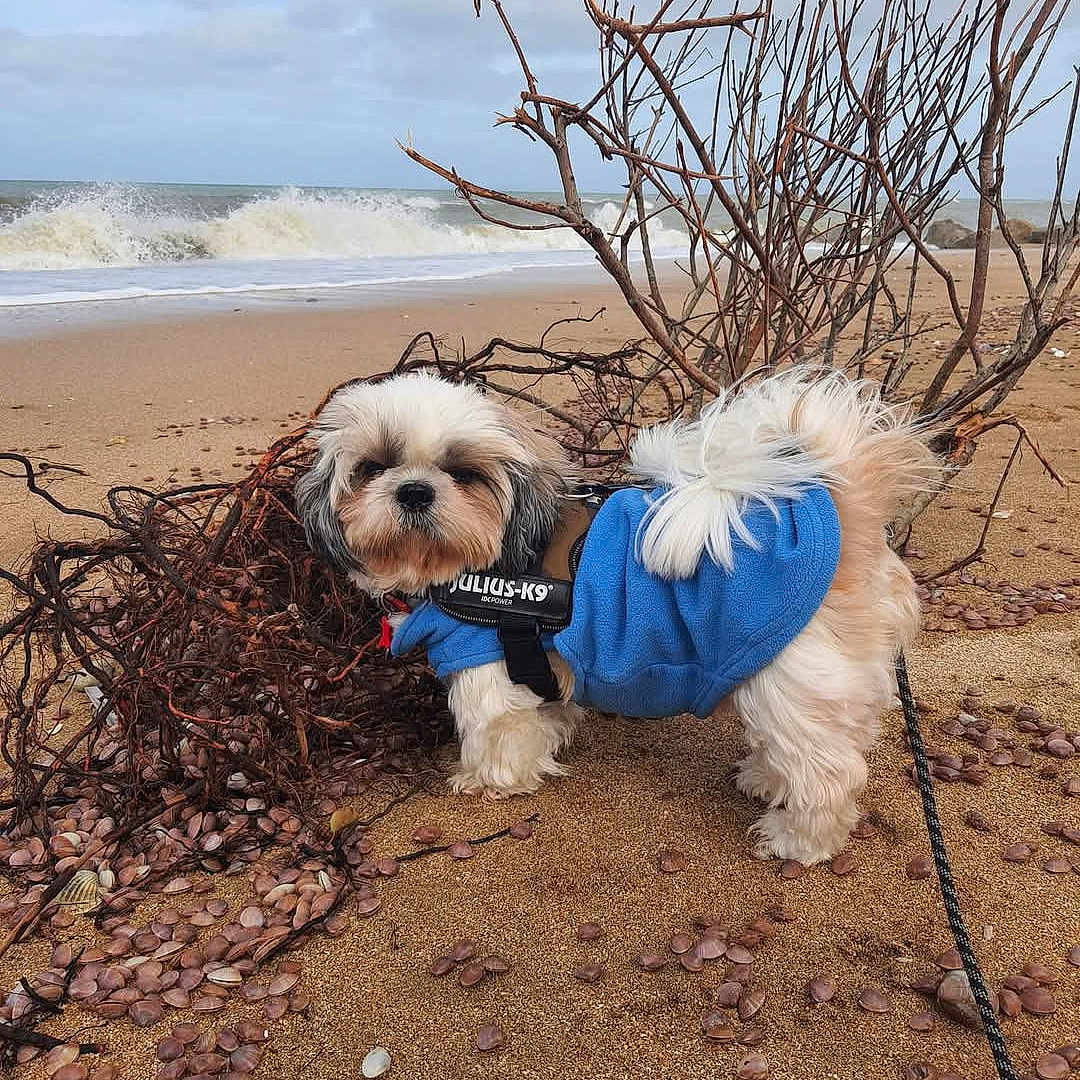 Popeye participe au concours pour gagner de l'argent avec cette photo : animal, beach, canine, coast, dog, face, head, nature, outdoors, person, pet, photography, portrait, puppy, rock, sea, shoreline, soil, terrier, water