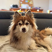 Toundra participe au concours pour gagner de l'argent avec cette photo : dog, fluffy_dog, long_hair, brown_and_white, pointed_ears, face, eyes, nose, pet, animal, sitting, lying_down, blanket, couch, living_room, indoor, portrait, centered_subject, shallow_depth_of_field, cozy