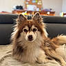 dog, fluffy_dog, long_hair, brown_and_white, pointed_ears, face, eyes, nose, pet, animal, sitting, lying_down, blanket, couch, living_room, indoor, portrait, centered_subject, shallow_depth_of_field, cozy
