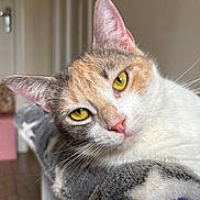 Athéna participe au concours pour gagner de l'argent avec cette photo : cat, calico_cat, pet, animal, feline, close_up, portrait, yellow_eyes, whiskers, pink_nose, ears, fur, white_fur, orange_fur, gray_fur, indoor, home, blanket, lounging, funny_expression
