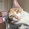 cat, calico_cat, pet, animal, feline, close_up, portrait, yellow_eyes, whiskers, pink_nose, ears, fur, white_fur, orange_fur, gray_fur, indoor, home, blanket, lounging, funny_expression