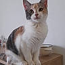 cat, calico_cat, kitten, pet, animal, sitting, portrait, wide_eyed, whiskers, ears, paws, fur, white_fur, orange_fur, black_fur, wooden_cabinet, bowl, mugs, indoor, home