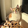 cat, calico_cat, pet, animal, feline, portrait, indoors, window, sunlight, sunbeam, sitting, green_eyes, whiskers, ears, fur, tricolor, white_fur, orange_fur, blanket, leopard_print