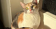 Athéna a rejoint le concours — aidez-le/la à gagner de superbes lots ! cat, calico_cat, pet, animal, feline, sitting, window, sunlight, indoor, portrait, whiskers, green_eyes, ears, fur, white_fur, orange_fur, gray_fur, blanket, leopard_print, home