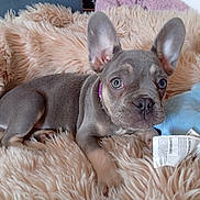 Kiara participe au concours pour gagner de l'argent avec cette photo : puppy, dog, french_bulldog, pet, cute, fluffy_blanket, stuffed_toy, indoor, animal, young_dog, curious, small_dog, brown_fur, relaxed, lying_down, close_up, soft_texture, playful, domestic_animal, companion