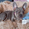 puppy, dog, french_bulldog, pet, cute, fluffy_blanket, stuffed_toy, indoor, animal, young_dog, curious, small_dog, brown_fur, relaxed, lying_down, close_up, soft_texture, playful, domestic_animal, companion