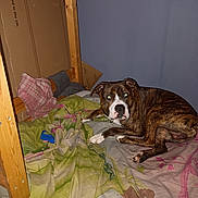 Ziggy joined the competition — help win amazing prizes! animal, bed, blanket, brown, cardboard, cartoon, dog, fabric, flash, furniture, indoor, looking, paw, pet, resting, room, sleeping_area, wall, white, wooden_bed_frame