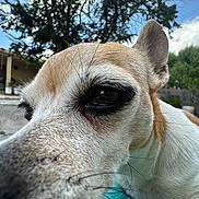Bella is registered to the contest to win money with this photo: animal, backyard, canine, close_up, curious, daylight, dog, domestic_animal, ear, eye, fur, greenery, nature, outdoor, pet, portrait, sky, snout, tree, whiskers