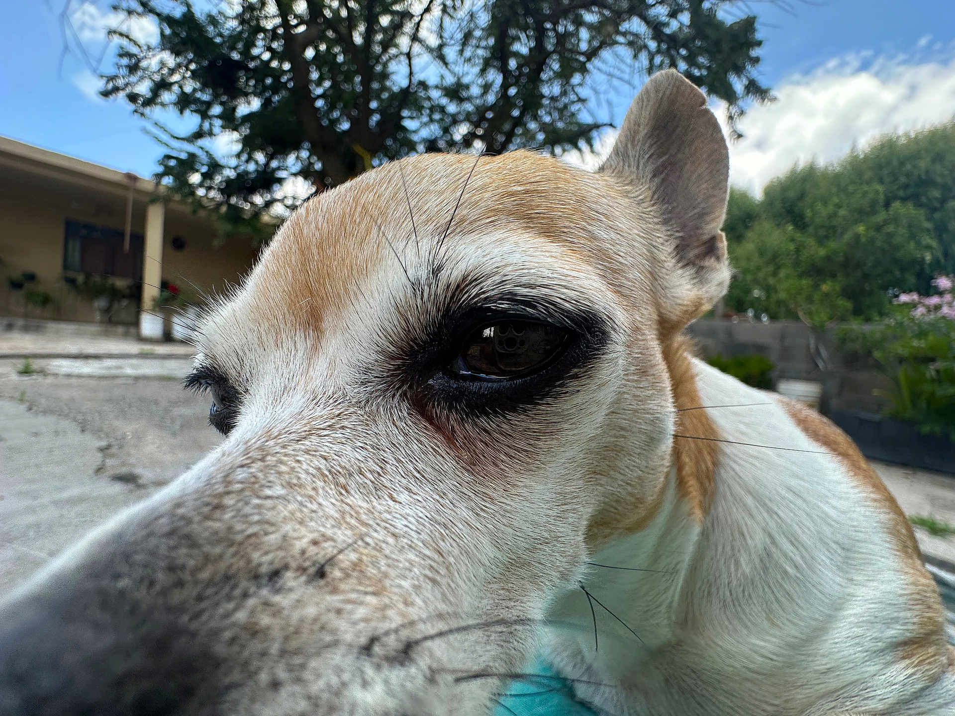 Bella