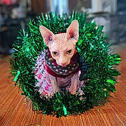 Dobby is registered to the contest to win money with this photo: cat, sphynx_cat, hairless_cat, pet, holiday, christmas, tinsel, wreath, sweater, indoor, wooden_floor, decorations, festive, cute, animal, portrait, pink_skin, ears, eyes, background_blur