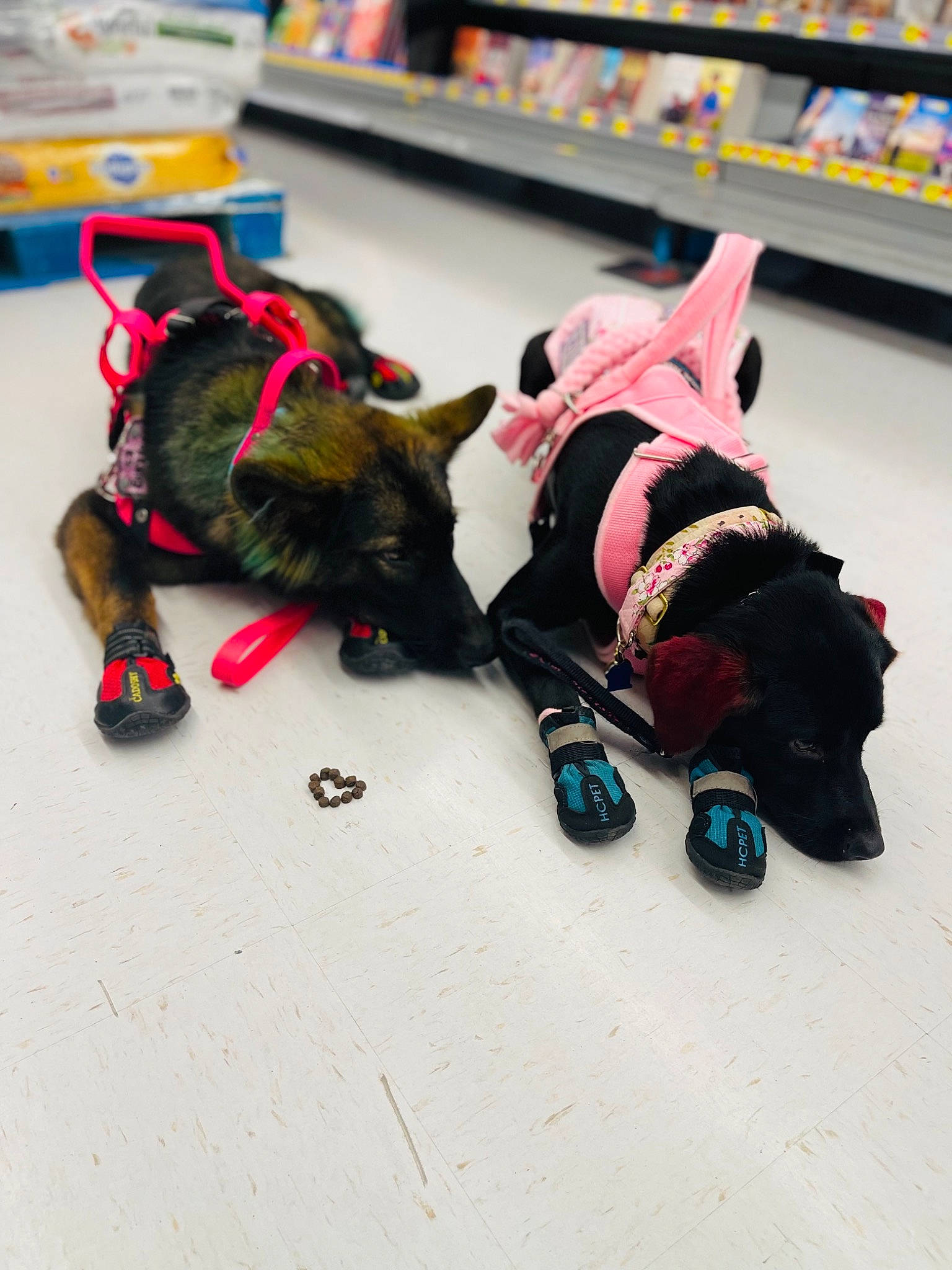 Zar is registered to the contest to win money with this photo: art, canidae, carmine, costume, craft, dog_breed, event, fashion_accessory, fictional_character, flooring, fur, leash, retail, shelf, sporting_group, sportswear, tail, visual_arts, wool, working_animal