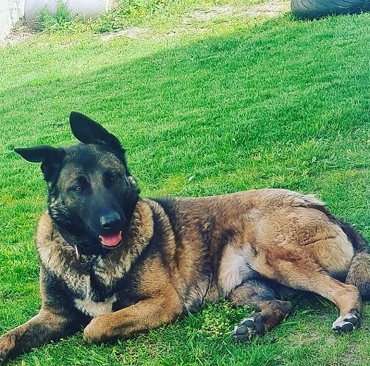 Jdella participe au concours pour gagner de l'argent avec cette photo : canidae, carnivore, collar, companion_dog, dog, dog_breed, dog_collar, grass, grassland, green, herbaceous_plant, herding_dog, lawn, plant, snout, sporting_group, tail, terrestrial_animal, working_animal, working_dog