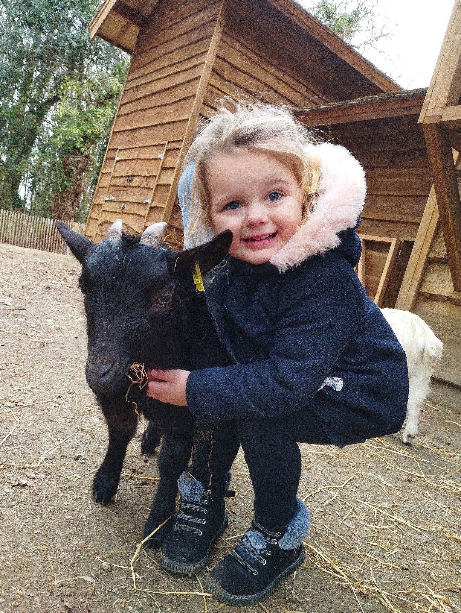 Keyssie participe au concours pour gagner de l'argent avec cette photo : boot, bovine, child, event, fun, fur, goats, grass, happy, hat, house, joy, landscape, leg, livestock, person, smile, terrestrial_animal, toddler, tree