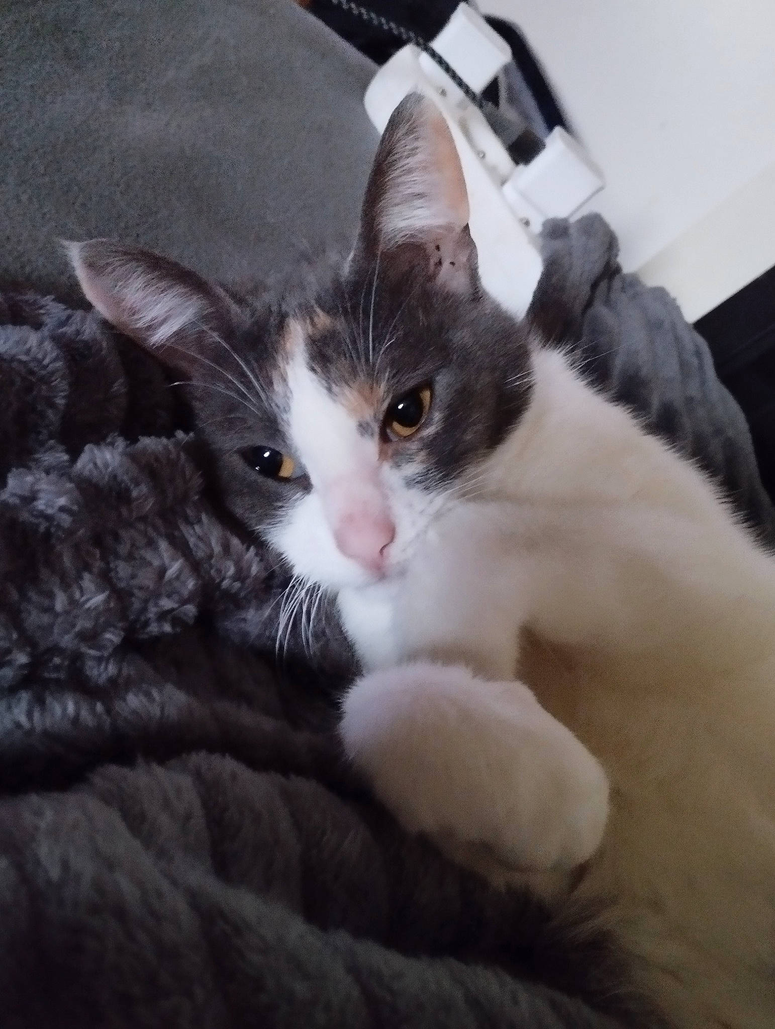 Lilo a rejoint le concours — aidez-le/la à gagner de superbes lots ! carnivore, cat, claw, comfort, domestic_short_haired_cat, felidae, foot, fur, paw, sitting, small_to_medium_sized_cats, snout, tail, whiskers