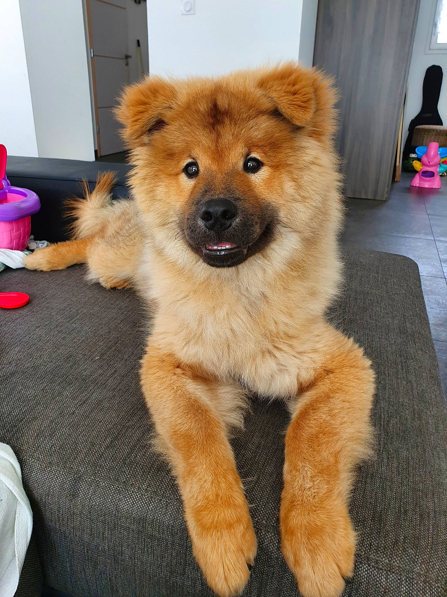 Ranger a rejoint le concours — aidez-le/la à gagner de superbes lots ! ancient_dog_breeds, canidae, carnivore, chow_chow, companion_dog, dog, dog_breed, eurasier, fawn, food, mammal, non_sporting_group, puppy, sporting_group