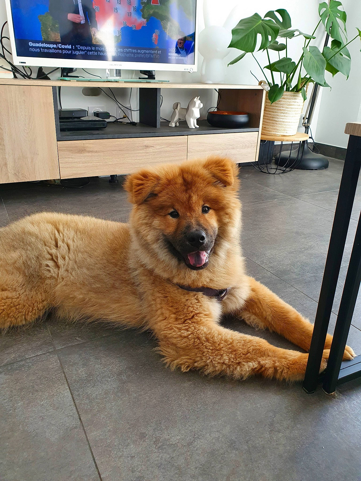 Ranger participe au concours pour gagner de l'argent avec cette photo : canidae, carnivore, chow_chow, companion_dog, dog, dog_breed, eurasier, fawn, mammal, non_sporting_group, puppy, sporting_group