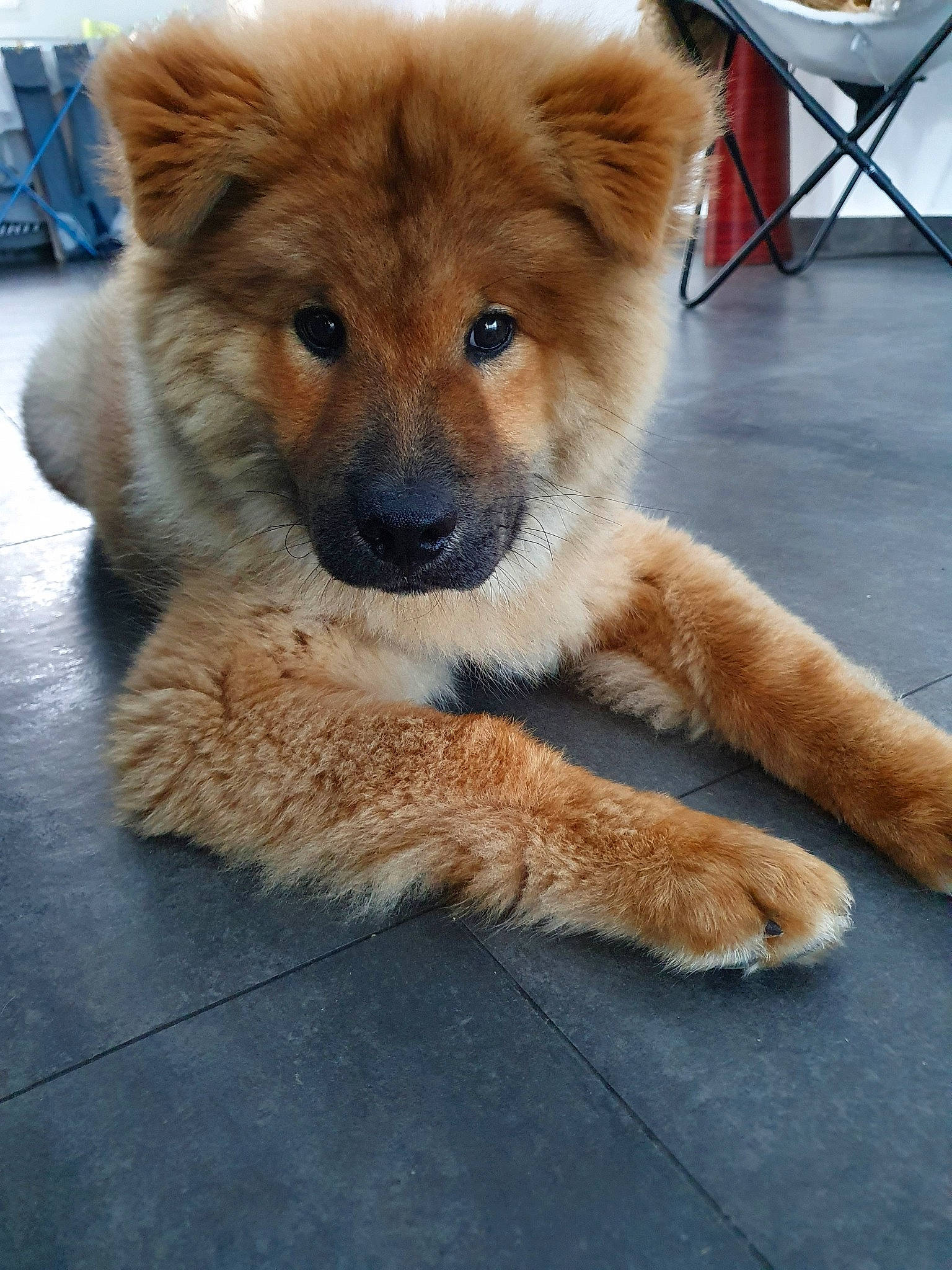 Ranger participe au concours pour gagner de l'argent avec cette photo : akita, ancient_dog_breeds, canidae, carnivore, chow_chow, companion_dog, dog, dog_breed, eurasier, fawn, finnish_spitz, mammal, non_sporting_group, puppy, rare_breed_dog, sporting_group, vertebrate