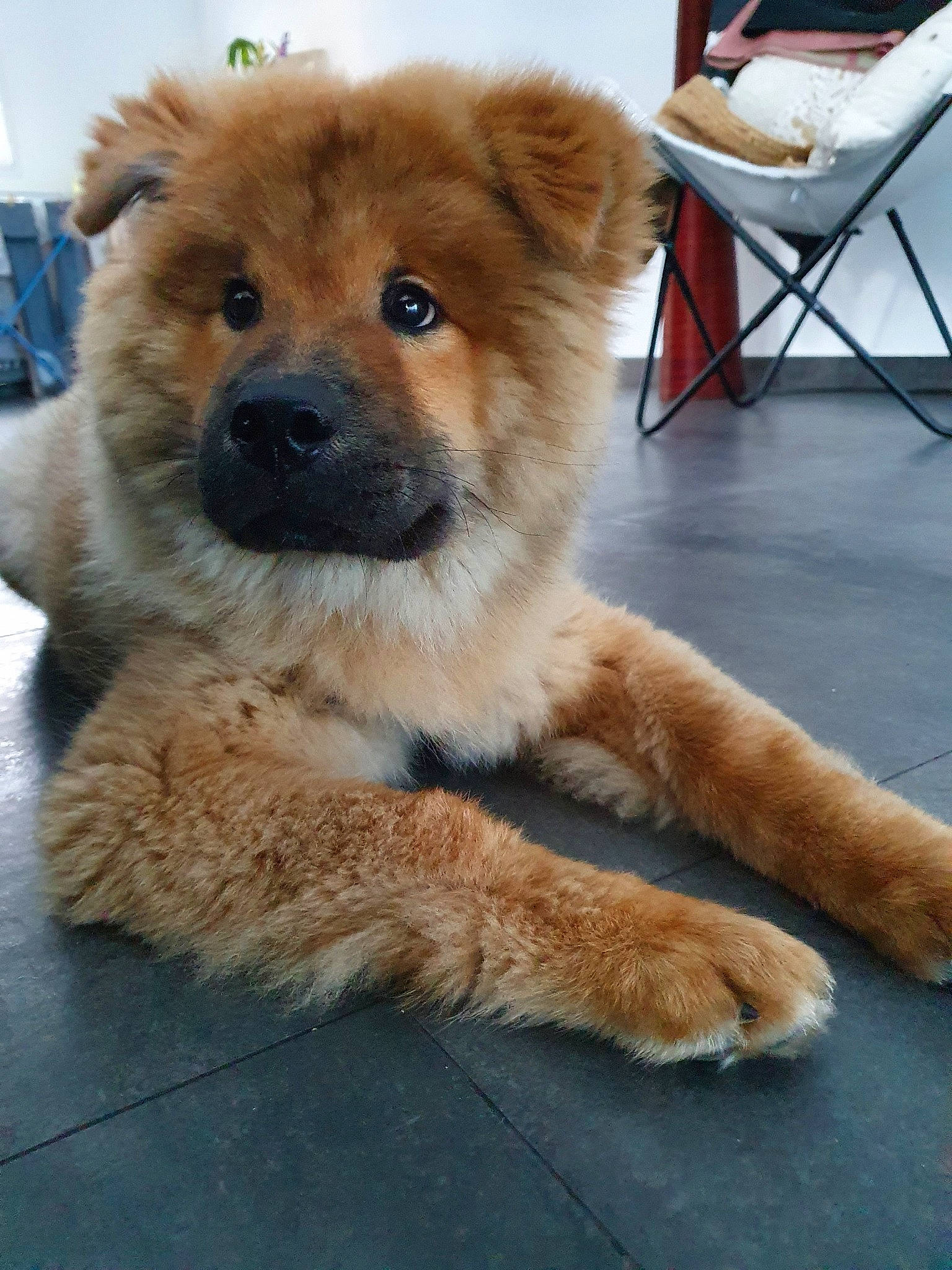 Ranger participe au concours pour gagner de l'argent avec cette photo : ancient_dog_breeds, canidae, carnivore, chow_chow, companion_dog, dog, dog_breed, eurasier, fawn, mammal, non_sporting_group, puppy, sporting_group, vertebrate