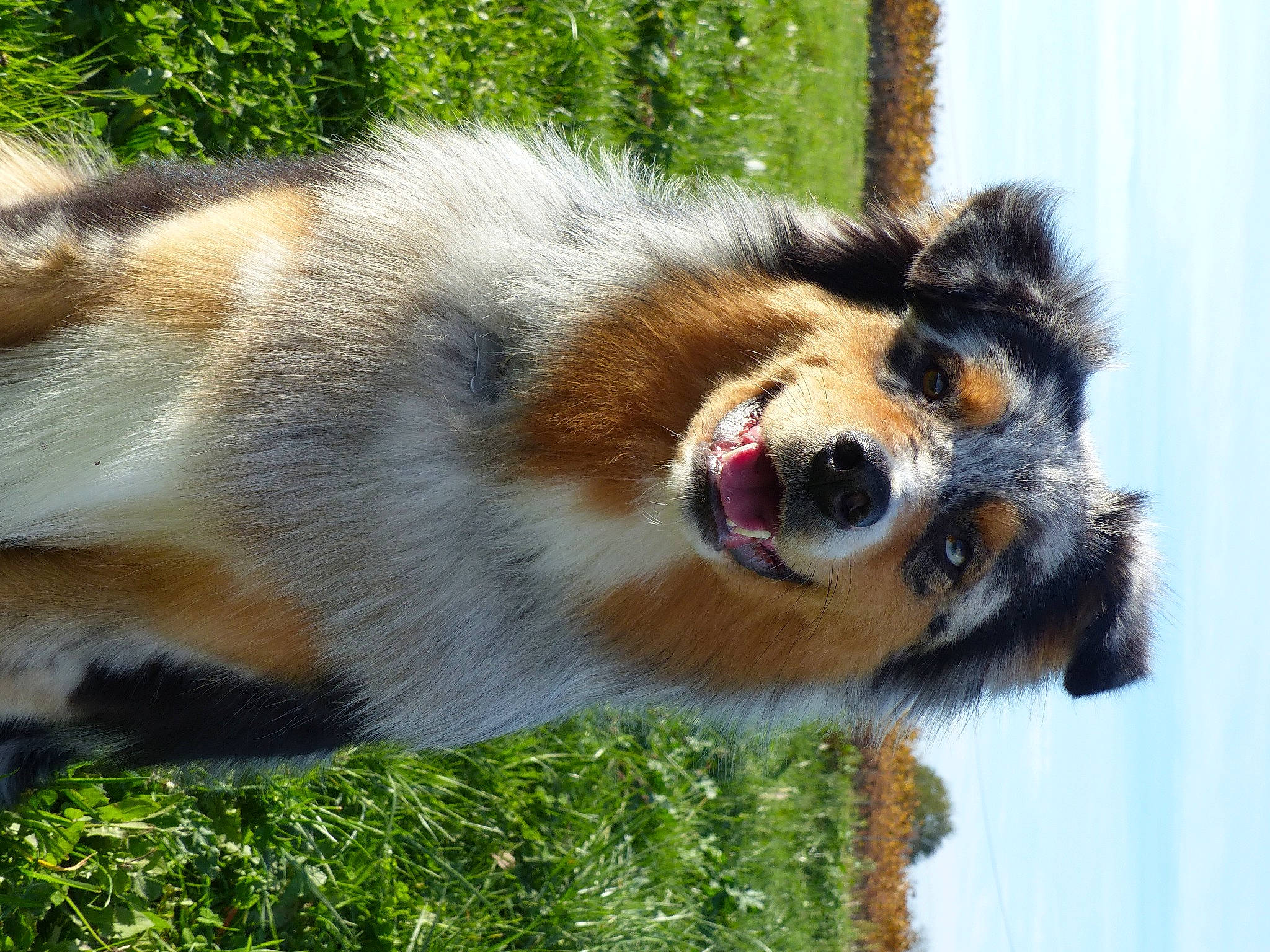 Shadow participe au concours pour gagner de l'argent avec cette photo : canidae, canis, carnivore, companion_dog, dog, dog_breed, fur, grass, grass_family, hunting_dog, snout, sporting_group, sunlight, terrestrial_animal, tongue, vertebrate, whiskers, working_dog