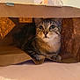 animal, brown, cat, closeup, curious, cute, domestic_cat, eyes, feline, fur, hiding, indoor, paper_bag, pet, playful, portrait, resting, soft_light, tabby, whiskers