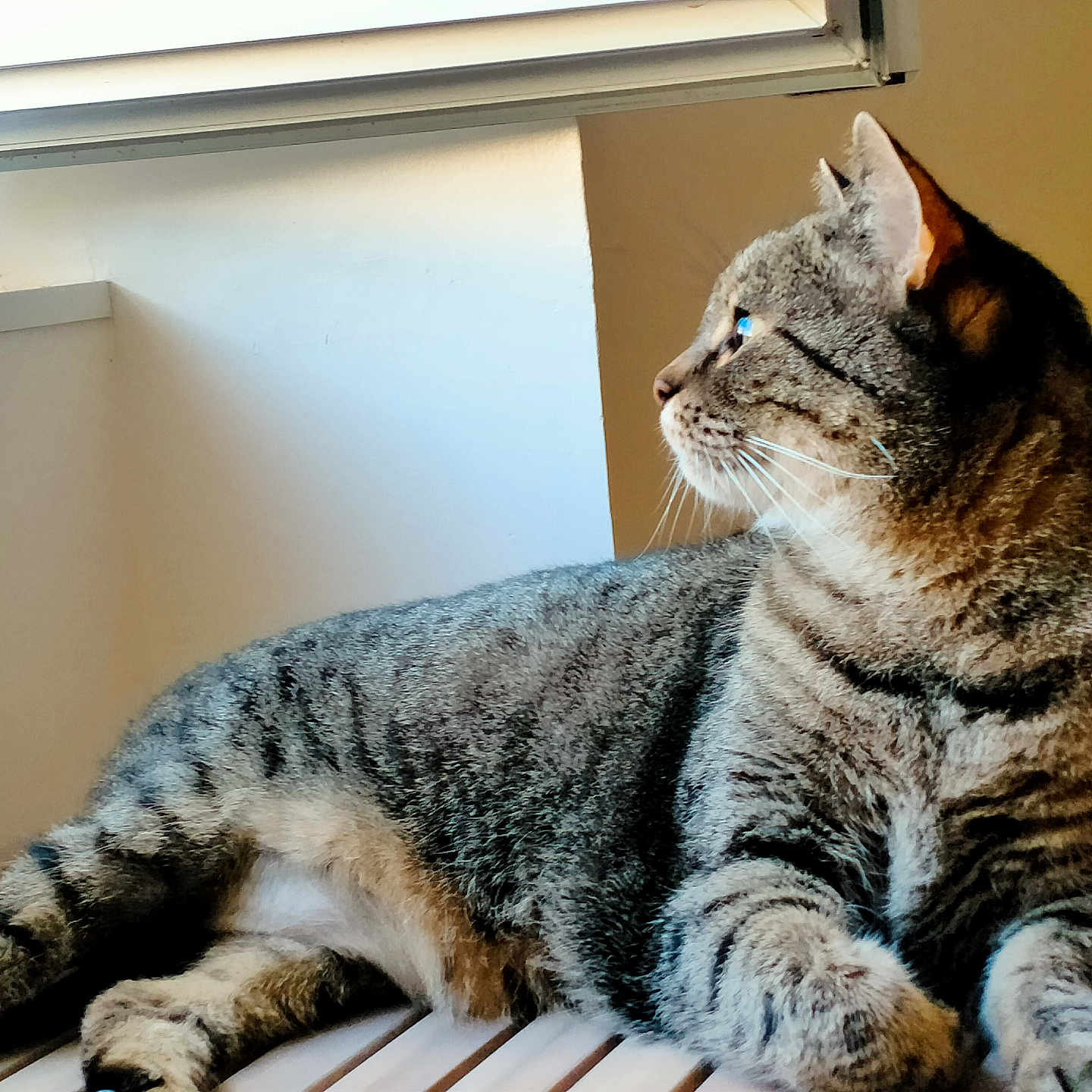 Sheeva a rejoint le concours — aidez-le/la à gagner de superbes lots ! animal, cat, cozy, curious, domestic_cat, feline, fur, household, indoor, looking_out, natural_light, pet, quiet, relaxed, resting, side_view, striped_fur, tabby_cat, whiskers, window