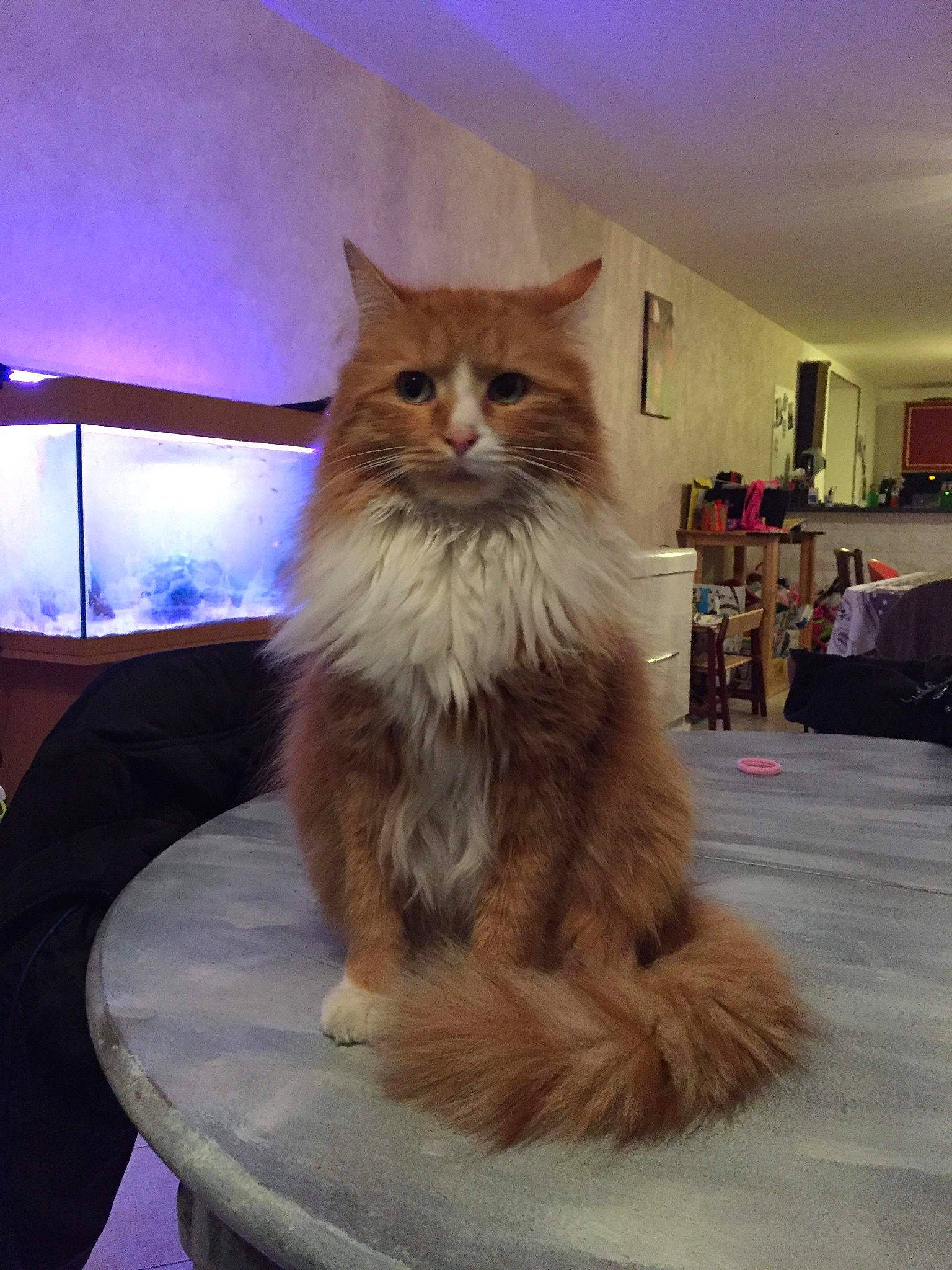 Mimosa participe au concours pour gagner de l'argent avec cette photo : asian_semi_longhair, british_longhair, british_semi_longhair, carnivore, cat, cymric, domestic_long_haired_cat, fawn, felidae, fur, kitten, maine_coon, mammal, norwegian_forest_cat, persian, ragamuffin, siberian, small_to_medium_sized_cats, somali, whiskers