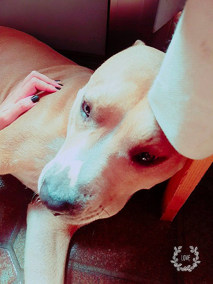 Falco participe au concours pour gagner de l'argent avec cette photo : carnivore, collar, comfort, companion_dog, dog, dog_breed, ear, elbow, eyelash, fawn, human_leg, knee, nail, no_expression, selfie, snout, sporting_group, whiskers, working_animal, wrist