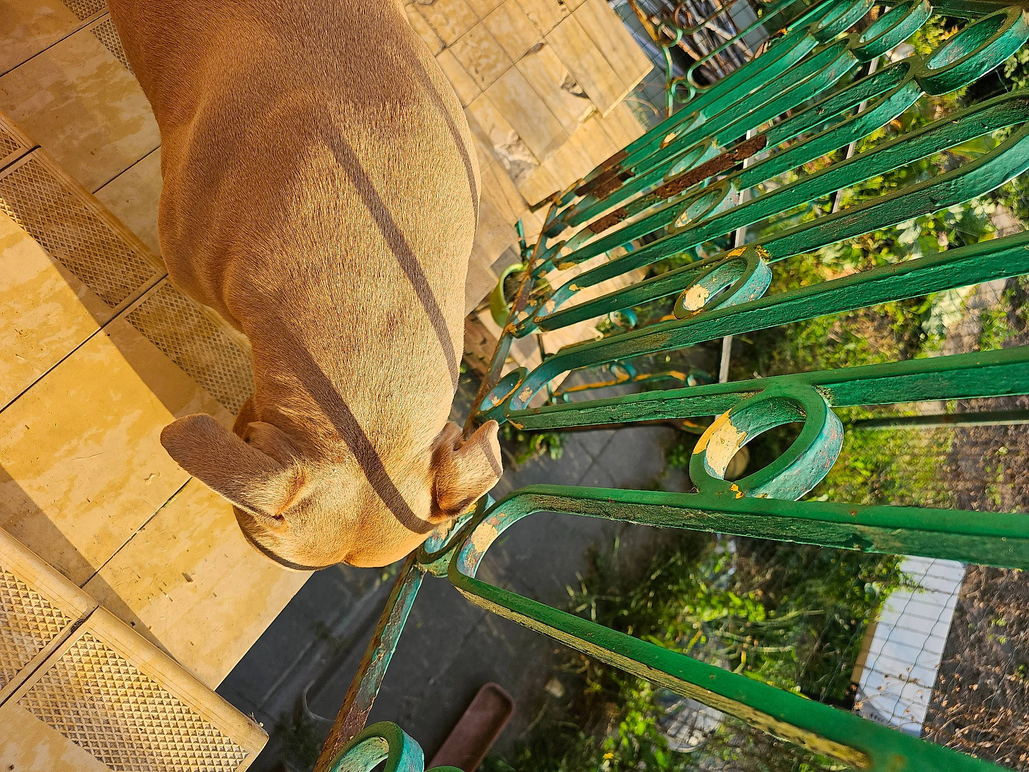 Falco a rejoint le concours — aidez-le/la à gagner de superbes lots ! agriculture, art, grass, landscape, machine, metal, pattern, plant, plant_stem, poales, roof, sculpture, steel, terrestrial_animal, terrestrial_plant, wildlife, wood