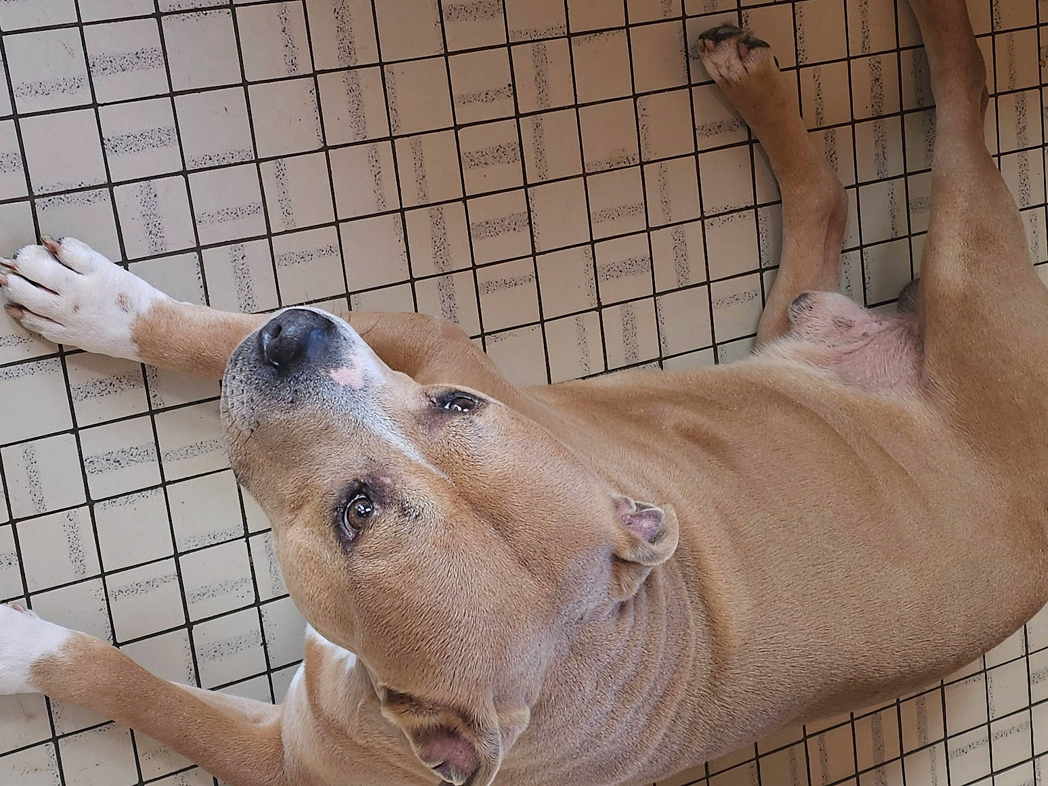 Falco a rejoint le concours — aidez-le/la à gagner de superbes lots ! animal_shelter, cage, chest, dog_breed, fawn, flesh, foot, fur, human_leg, liver, mesh, pet_supply, scar, service, snout, sporting_group, terrestrial_animal, whiskers, wire_fencing, working_animal