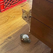 Sammie joined the competition — help win amazing prizes! cat, orange_tabby, peeking, wooden_floor, plush_toy, bird_toy, furniture, crate, storage_box, curious, pet, indoor, home, flooring, animal, playful, wood_texture, domestic_cat, hidden, toy