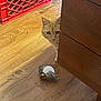 cat, orange_tabby, peeking, wooden_floor, plush_toy, bird_toy, furniture, crate, storage_box, curious, pet, indoor, home, flooring, animal, playful, wood_texture, domestic_cat, hidden, toy