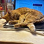 Sammie is registered to the contest to win money with this photo: cat, ginger_cat, sleeping, laptop, indoor, desk, cluttered, paper, computer_screen, technology, home, cozy, nap, fur, whiskers, tail, wooden_table, office, relaxation, pet