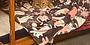 Sammie joined the competition — help win amazing prizes! cat, orange_tabby, blanket, animal_pattern, wooden_shelf, fabric_bags, cozy, peeking, resting, indoor, floor, storage, cute, pet, fur, whiskers, relaxed, shelving_unit, soft_texture, quiet