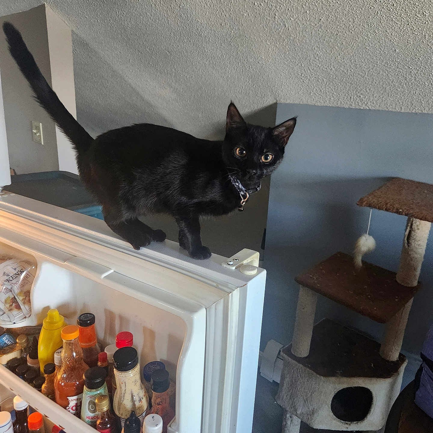 Binxi is registered to the contest to win money with this photo: abyssinian, animal, appliance, blackcat, bottle, cabinet, cat, closet, cooler, cupboard, device, electricaldevice, furniture, kitten, manx, pet, refrigerator, shelf, wood