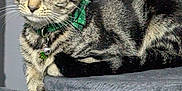 River is registered to the contest to win money with this photo: cat, tabby, pet, feline, collar, bell, green, relaxing, cat_tree, paw, fur, whiskers, ears, indoor, animal, cute, resting, looking, striped, domestic_cat