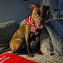 Luna is registered to the contest to win money with this photo: dog, bow, red_and_white, couch, pillows, blanket, indoor, holiday, festive, pet, tongue_out, brown_dog, smiling, cozy, home, lamp, decor, seated, canine, portrait