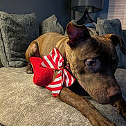 Luna is registered to the contest to win money with this photo: dog, brindle, bow, red_bow, plush_toy, heart_shaped_toy, couch, pillows, lamp, living_room, pet, animal, indoor, cozy, relaxed, furniture, canine, domestic_animal, comfort, close_up