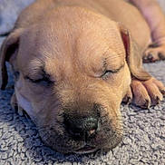 Honey joined the competition — help win amazing prizes! puppy, dog, sleeping, close_up, soft_fur, resting, cozy, cute, pet, animal, nose, paw, texture, blanket, young, adorable, peaceful, face, indoor, fur